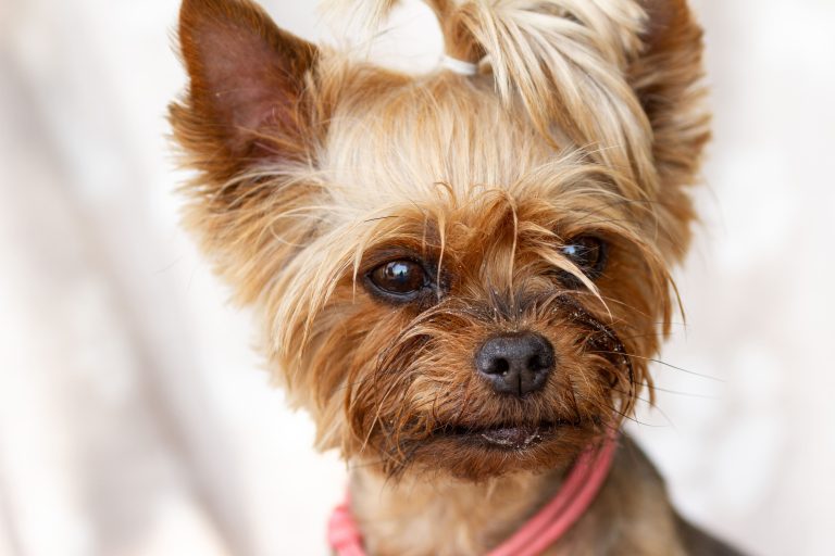 Yorkshire Terrier Welpen: Alles, was Sie über die kleinen Racker wissen müssen